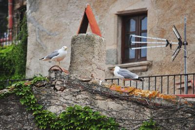 Seagulls perching on wall