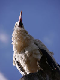 Low angle view of bird against the sky