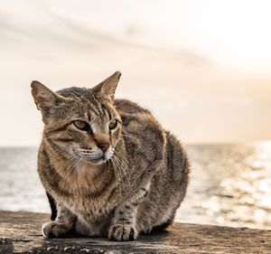Close-up of a cat sitting on the sea