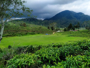 Scenic view of field against sky