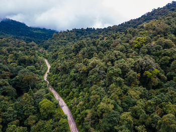 Scenic view of forest against sky