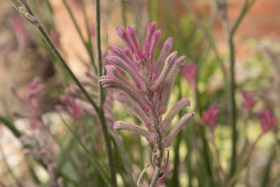 Close-up of plants