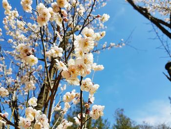 Low angle view of white flowers growing on tree against sky