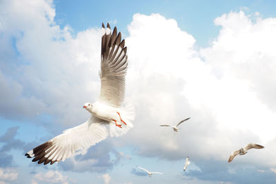 Low angle view of seagulls flying against sky