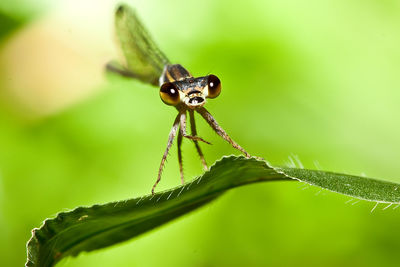 Close-up of insect on plant