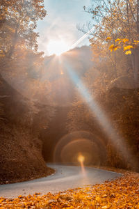 Sunlight streaming through trees against sky