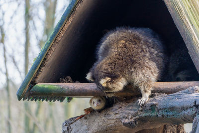 Close-up of squirrel on tree