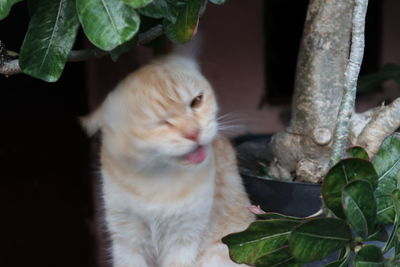 Close-up of a cat