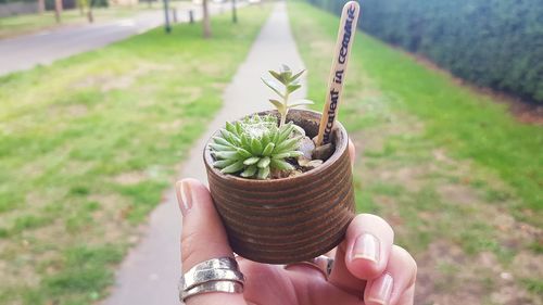 Midsection of person holding potted plant