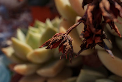 Close-up of wilted flower