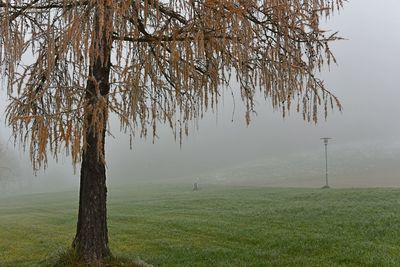 Tree on field during foggy weather