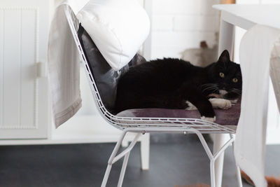 Cat relaxing on table at home