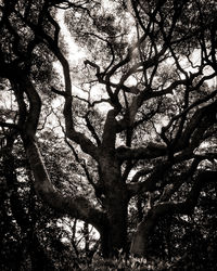 Low angle view of tree against sky