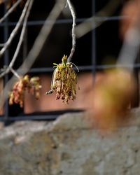 Close-up of plant