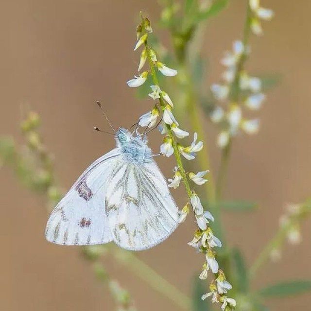 flower, insect, focus on foreground, one animal, animals in the wild, animal themes, fragility, wildlife, close-up, butterfly - insect, butterfly, white color, plant, nature, beauty in nature, perching, petal, stem, freshness, day