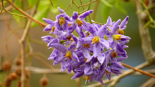 Close-up of purple flowering plant