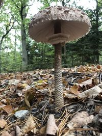 Close-up of mushroom growing on field