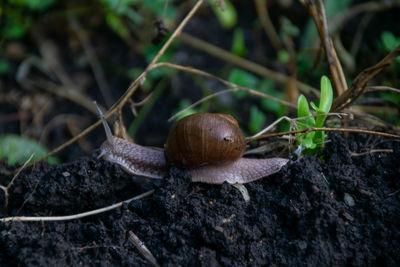 Close-up of snail on ground