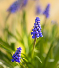 Close-up of purple flowering plant