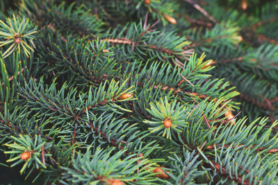 Close-up of pine tree