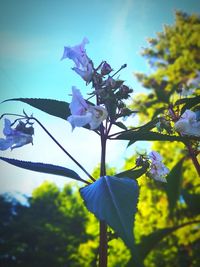 Close-up of purple flowering plant against sky