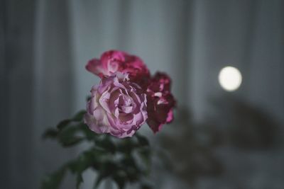 Close-up of flower against blurred background