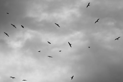 Low angle view of birds flying in sky