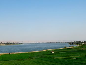 Scenic view of grassy field against clear sky