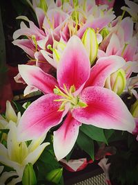 Close-up of pink flowers