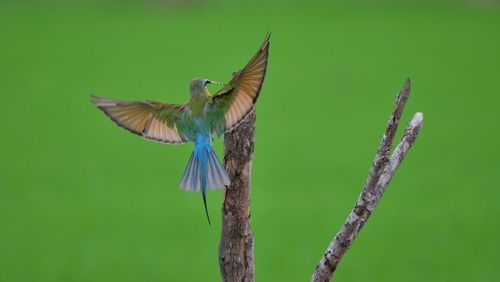 Close-up of bird flying against green leaf