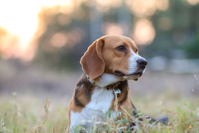Dog looking away while sitting on field