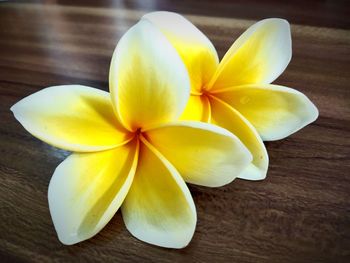 Close-up of frangipani on table