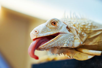 Close-up of a lizard