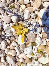 High angle view of flower on pebbles