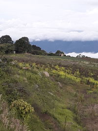 Scenic view of field against sky