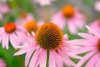 Close-up of pink flower