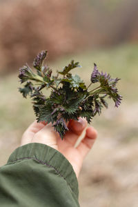  hand holding fresh spring stinging nettle plants