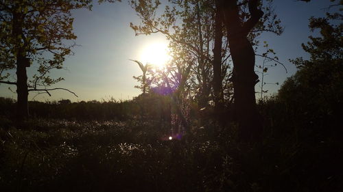 Silhouette trees in forest against sky during sunset