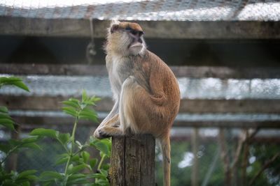 Monkey sitting on a tree