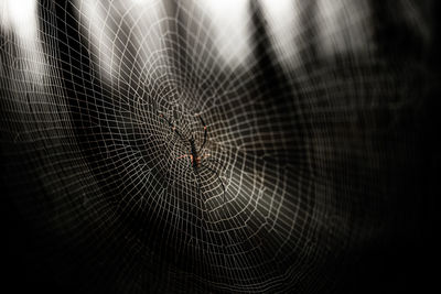 Close-up of spider on web