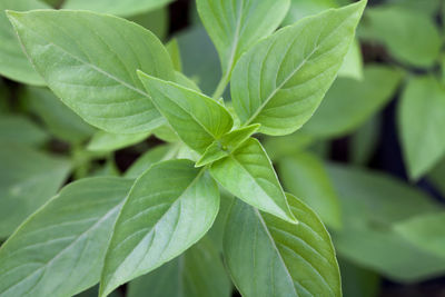 Close-up of plant leaves