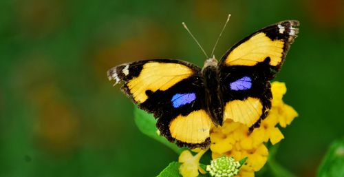 Close-up of butterfly pollinating on yellow flower