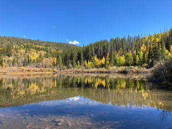 Aspens by lake