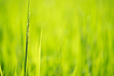 Close-up of grass growing in field