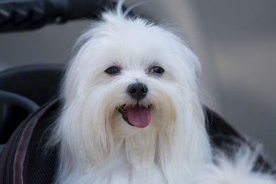 Close-up portrait of dog