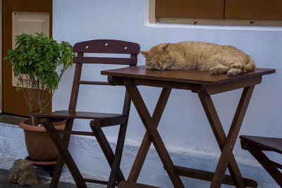 Cat relaxing on table