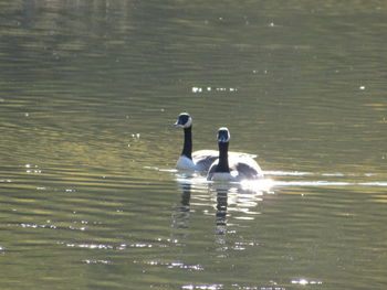 Swans swimming in lake