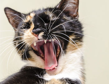 Close-up of cat yawning