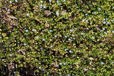 Full frame shot of flowering plants