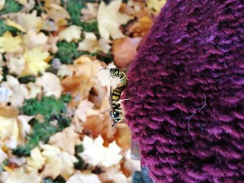 Close-up of bees mating on purple flower